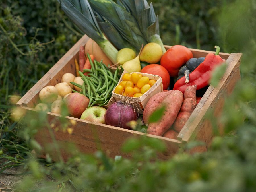 Farm Fresh Produce Basket